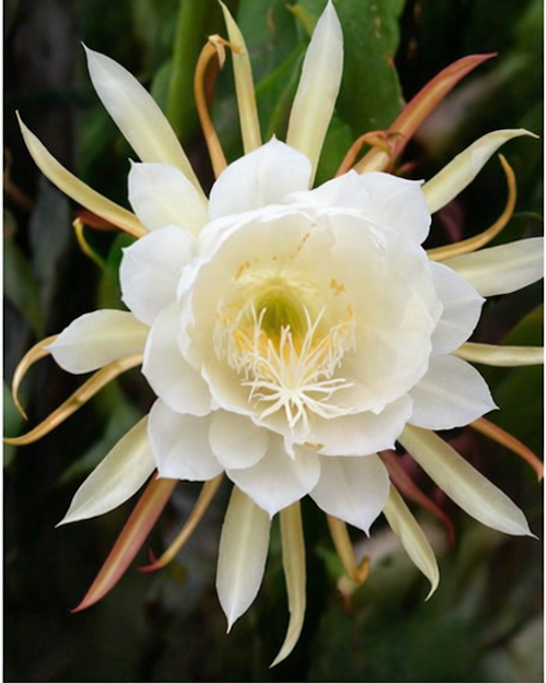 Queen of the Night Plant