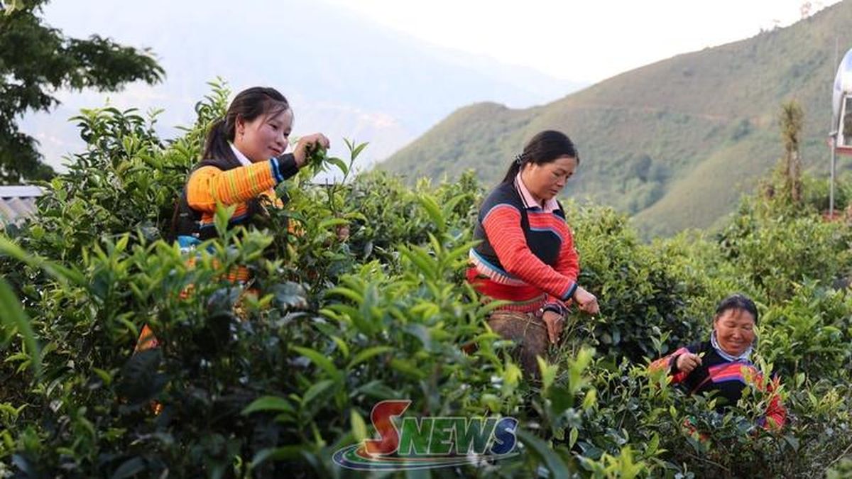 Độc đáo chè sao tay Tà Xùa - Báo Sơn La