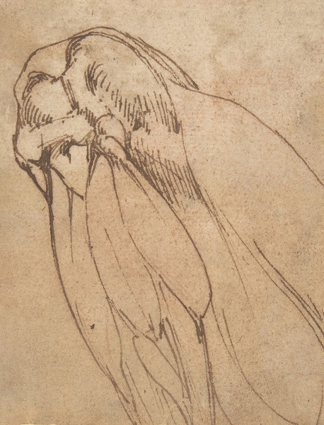 Anatomical Study of a Knee 14751564