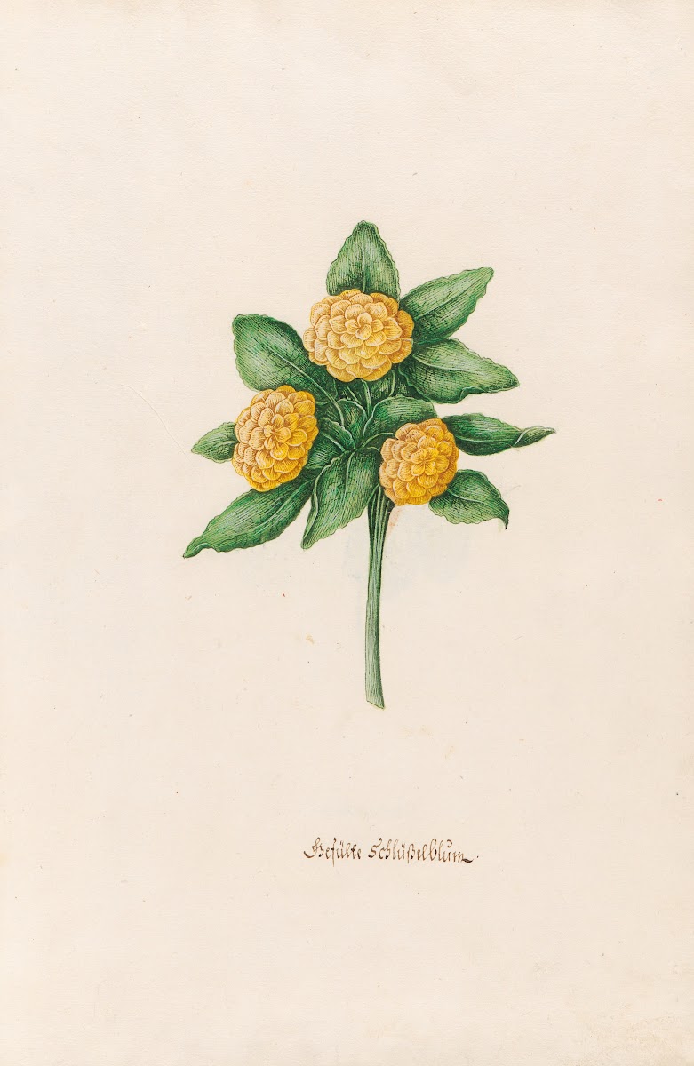 Gefüste Schlüsselblüm 1692