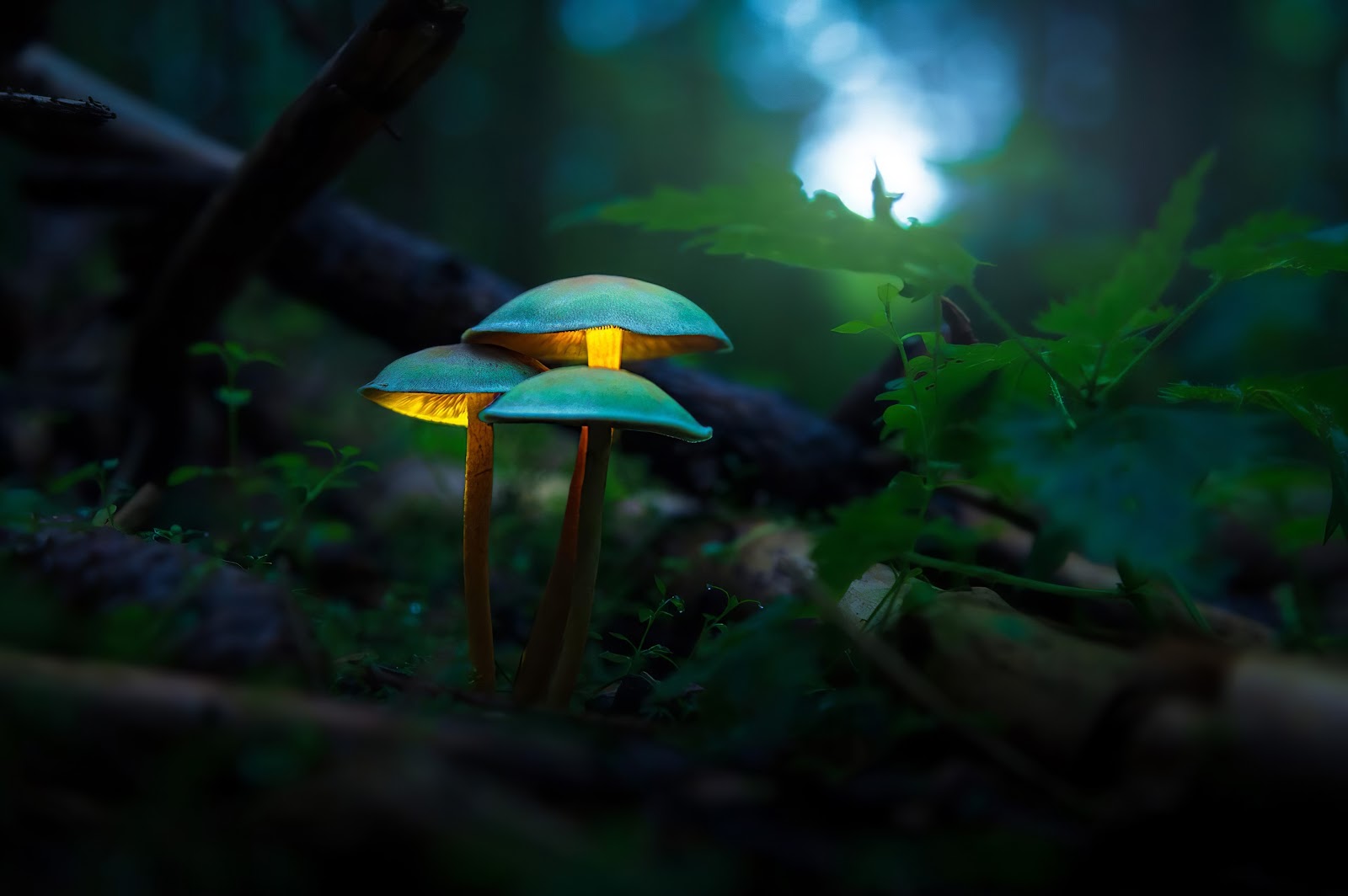 Glowing Mushroom Wallpaper