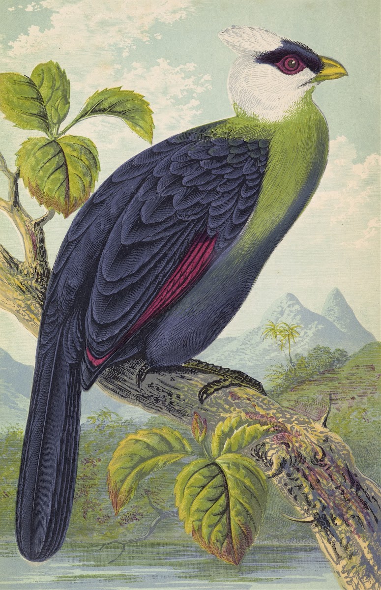 Corythaix Leucolopha 1871