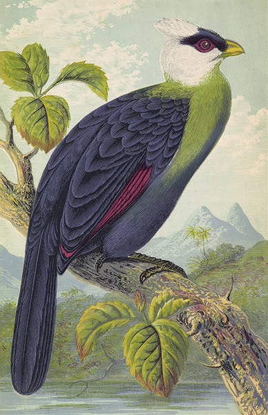 Corythaix Leucolopha 1871