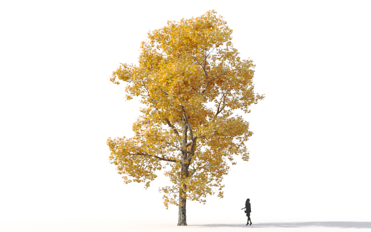 Maxtree - Plant Models Vol.11
