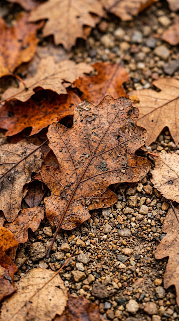 Macro Detail of Brown and Orange Fallen Autumn Leaves on Soil - Free mobile Wallpaper