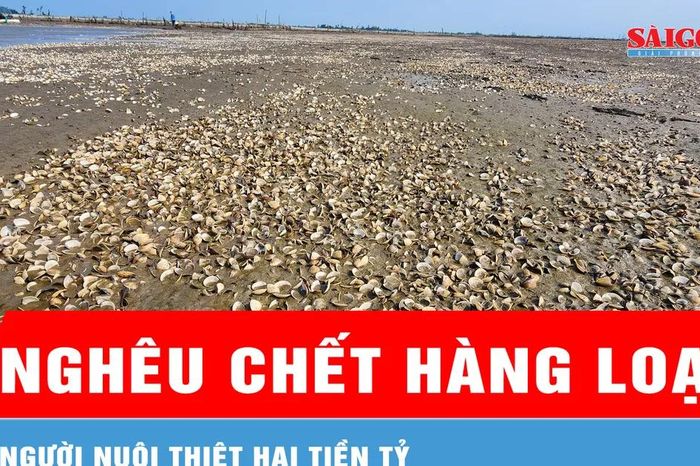 Hà Tĩnh: Nghêu chết hàng loạt, người nuôi thiệt hại tiền tỷ - Báo Sài Gòn Giải Phóng