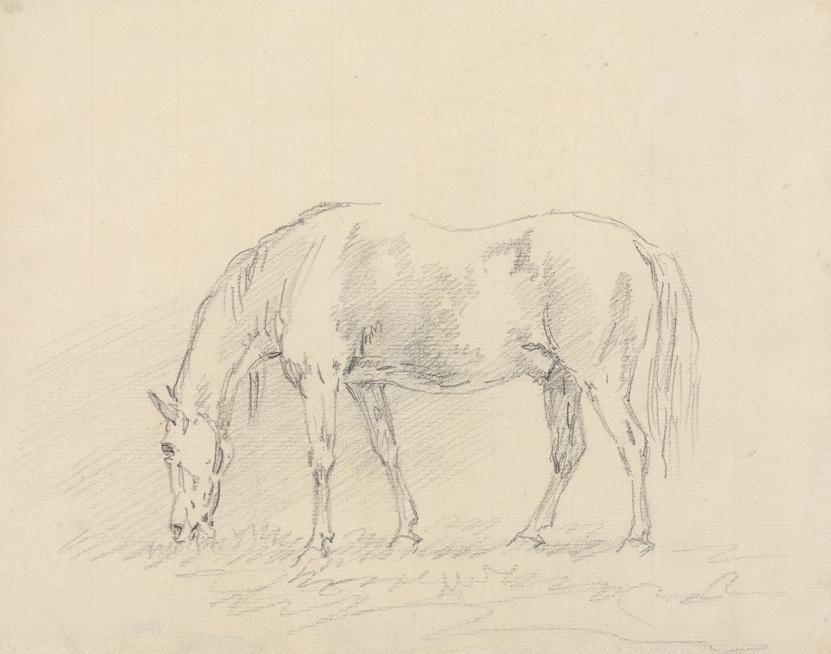 Horse Grazing