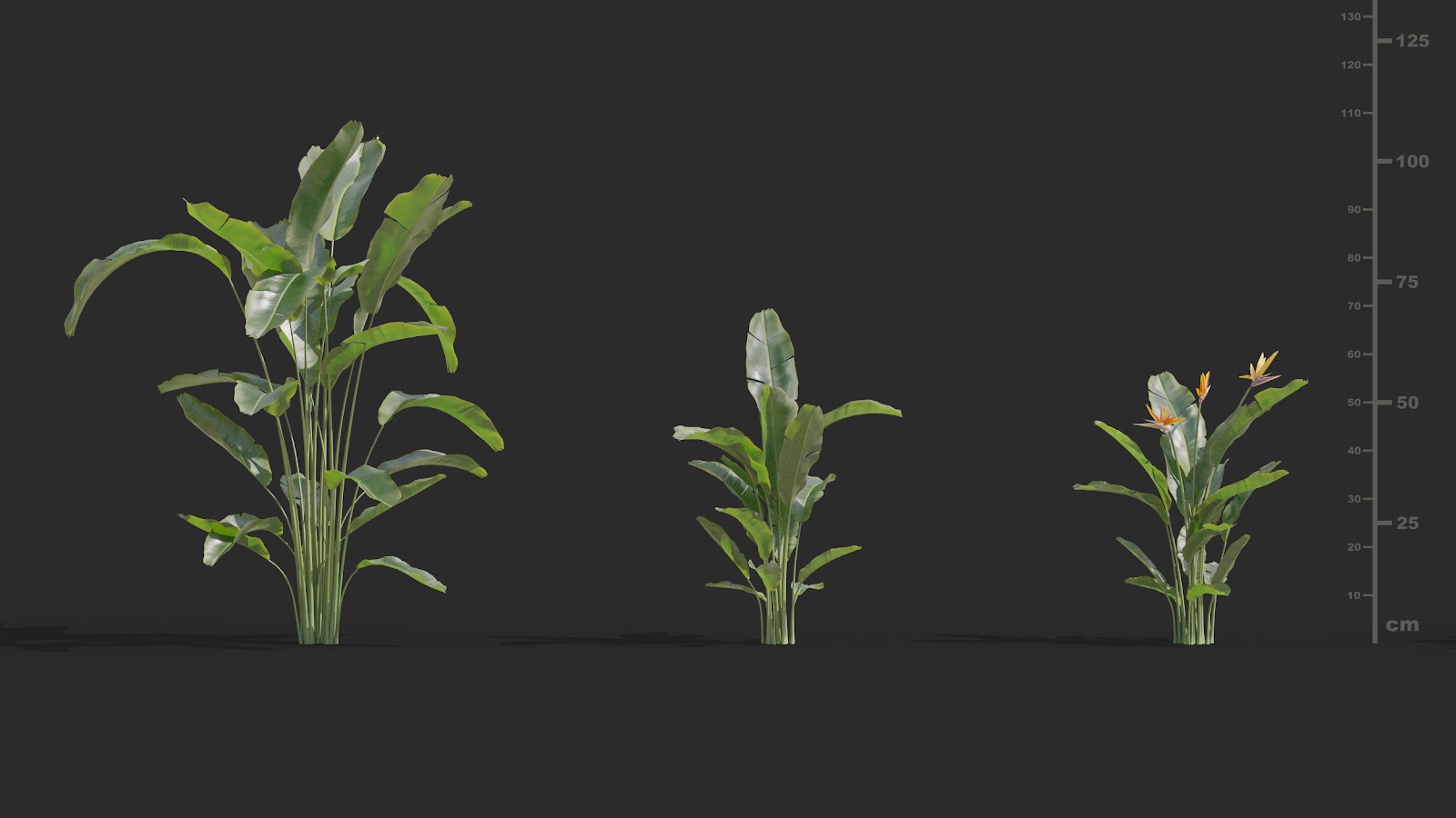 Maxtree - Plant Models Vol.72