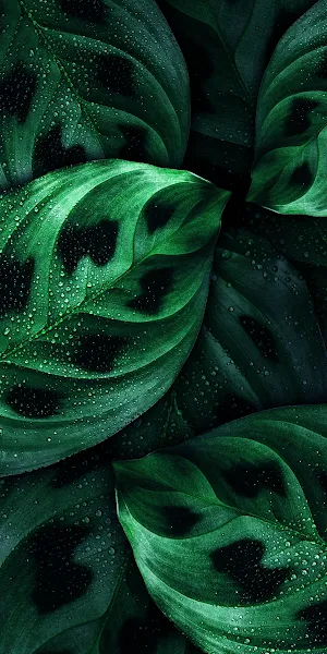 Green Leaves, Nature, Plant, Tropical 2K iPhone Wallpaper Background