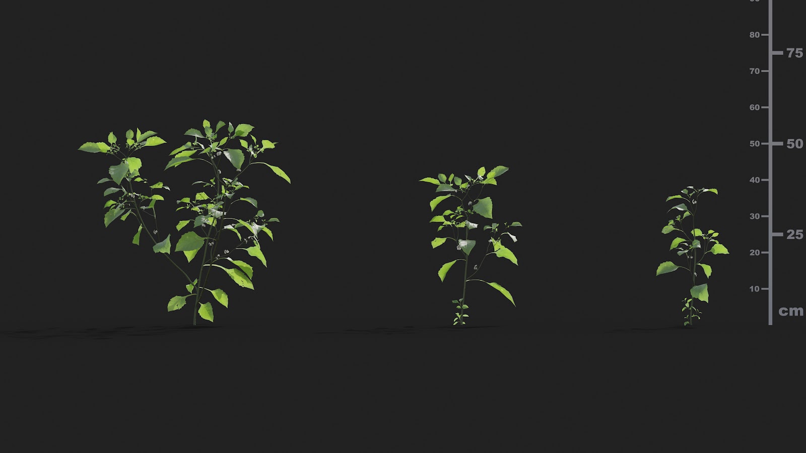Maxtree - Plant Models Vol.21