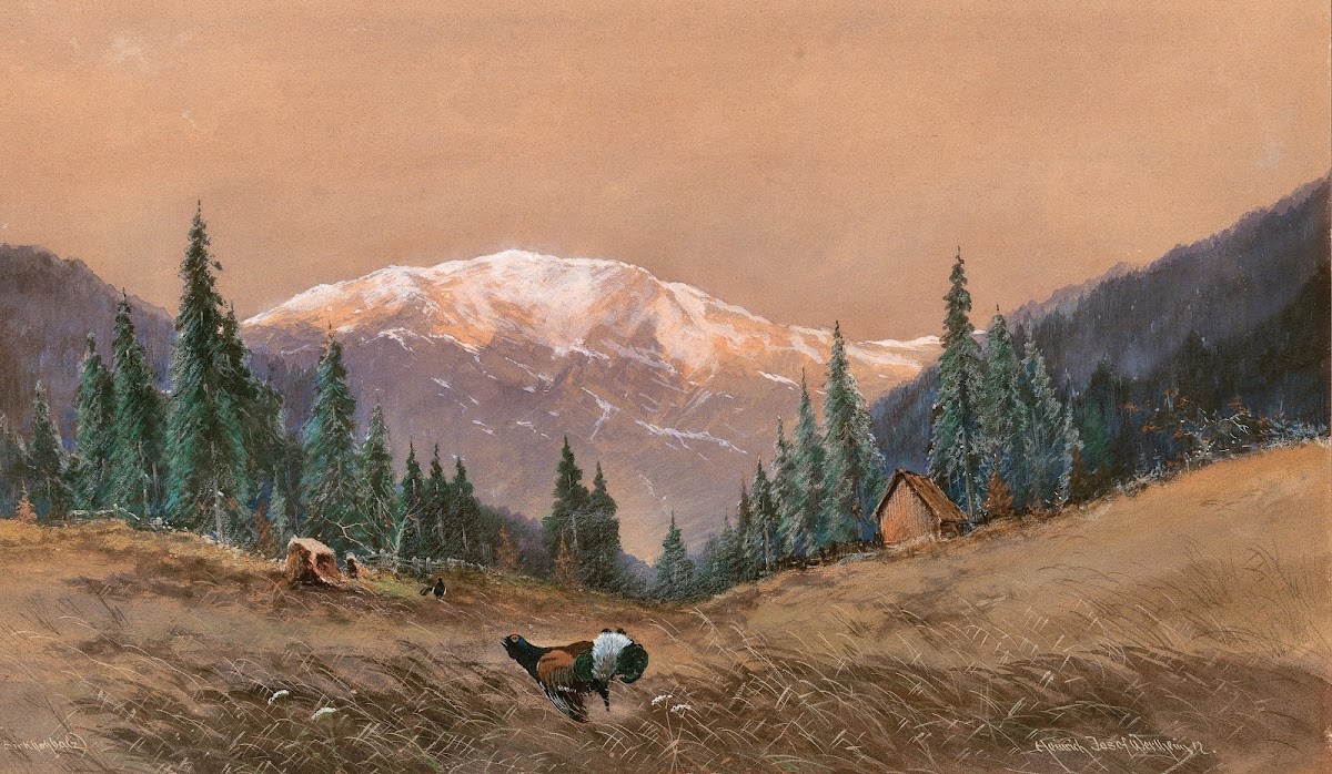 A capercaillie at the edge of a wood at sunset 1912