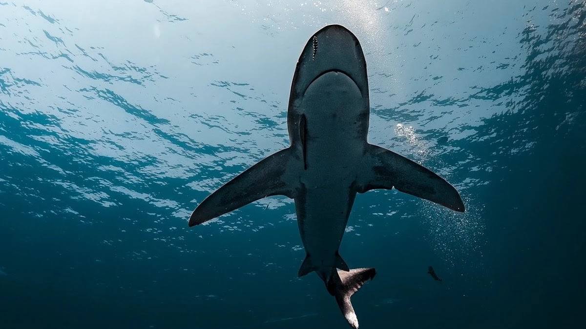 머신러닝과 딥러닝 실생활 활용법과 차이점 이해하기