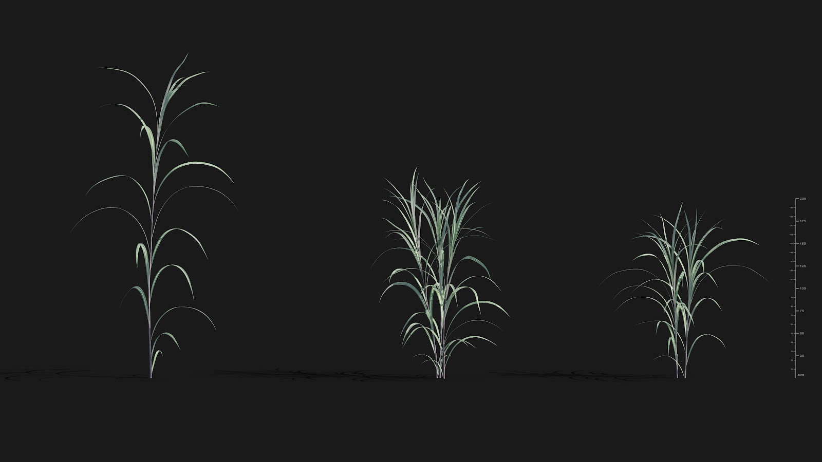Maxtree - Plant Models Vol.29