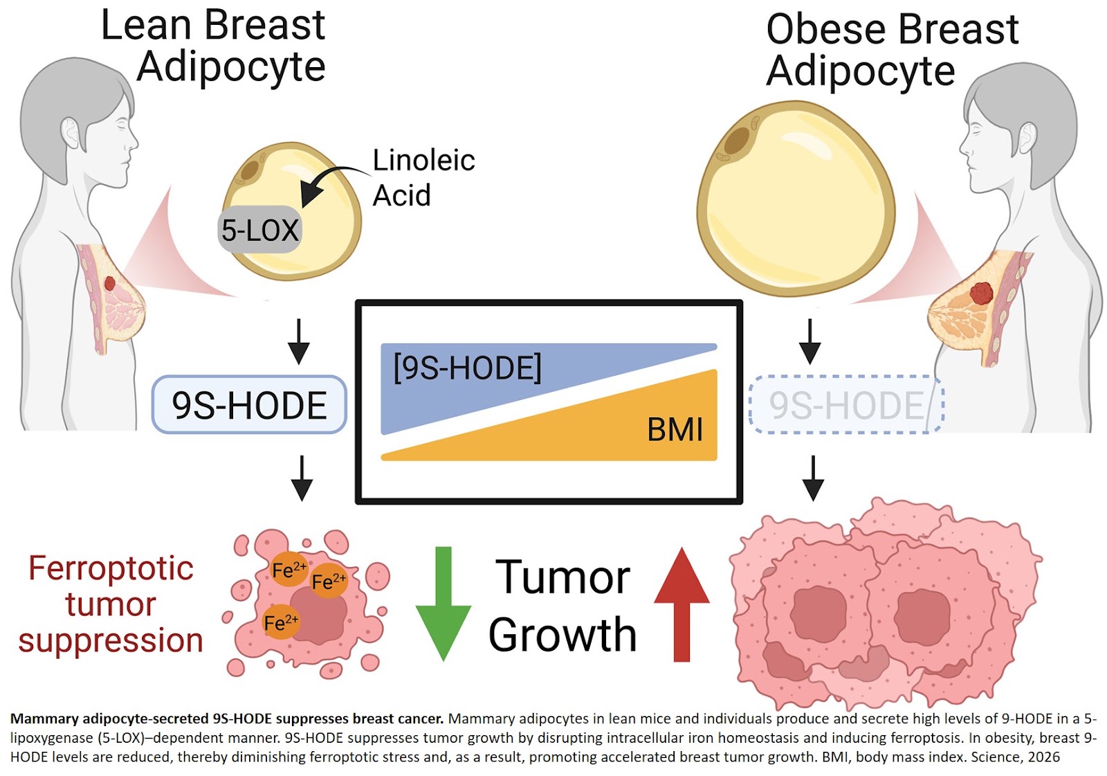 How obesity enhances breast cancer risk?
