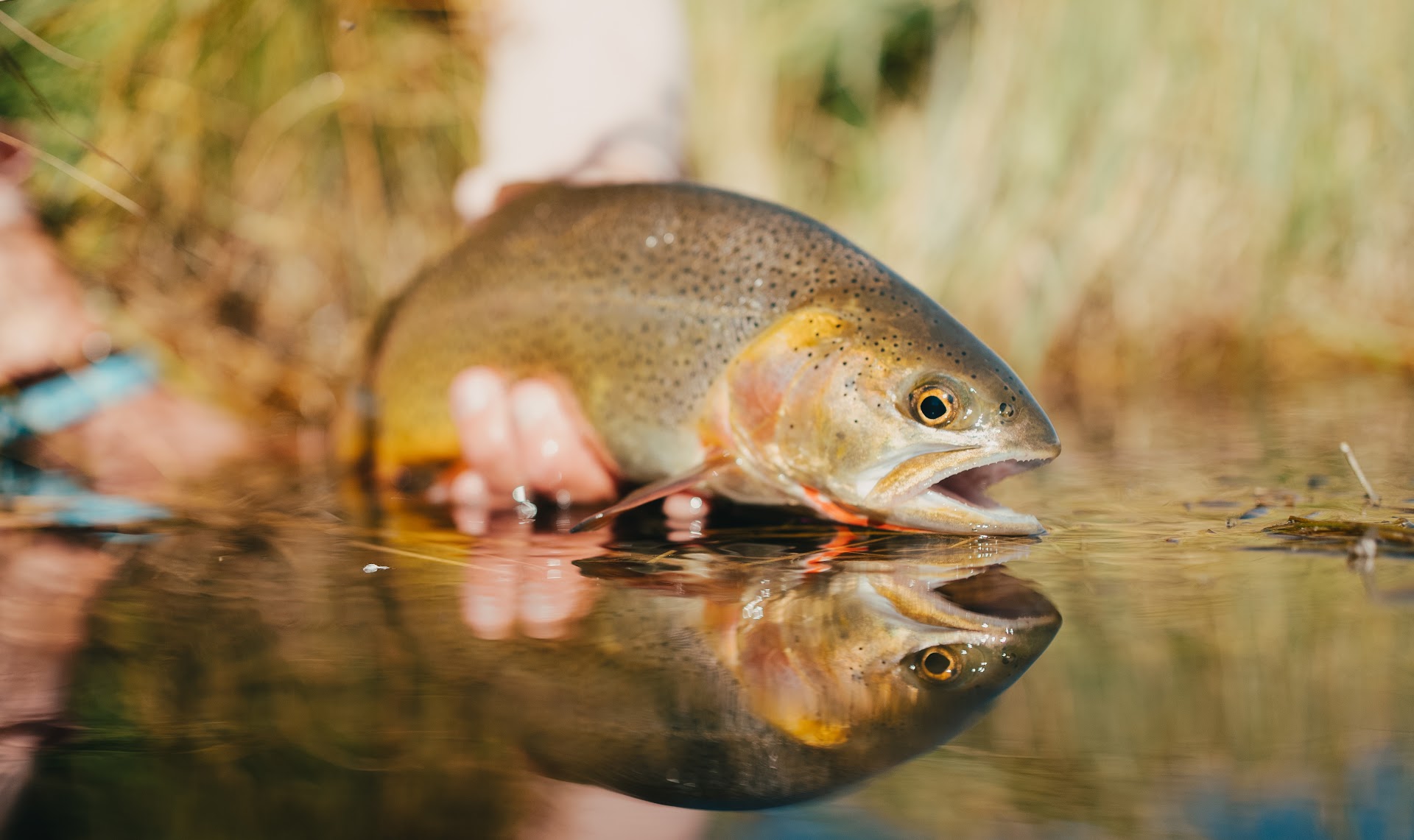 Snake River fine spotted cutthroat