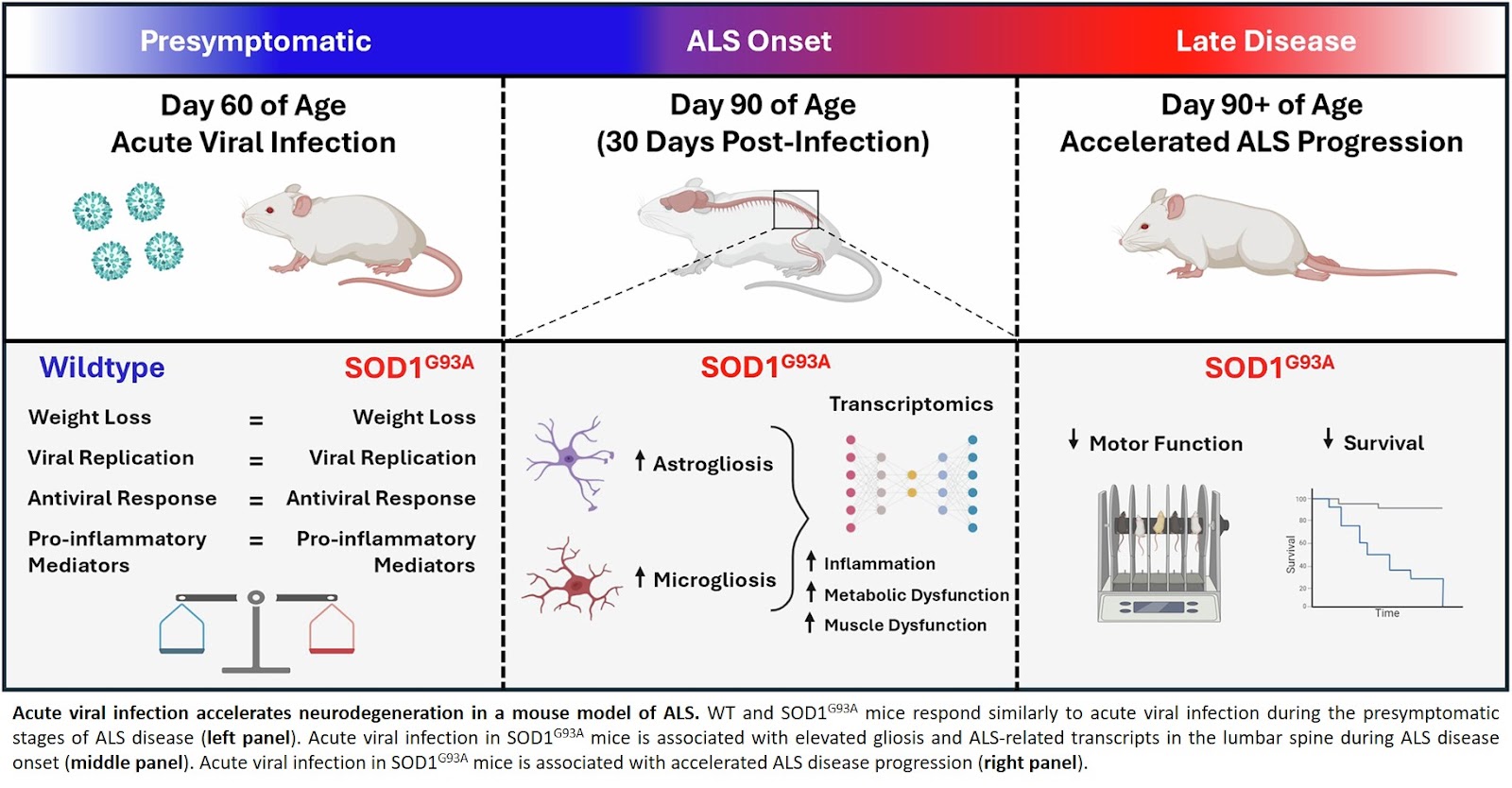 Acute viral infection accelerates neurodegeneration in a mouse model of ALS