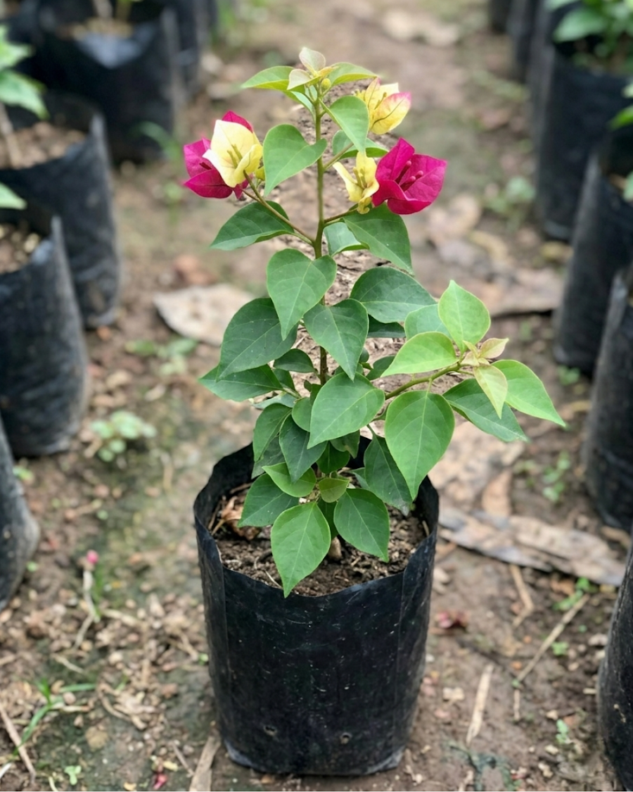 Imported Sufia Indiana Bougainvillea Plant — view 4