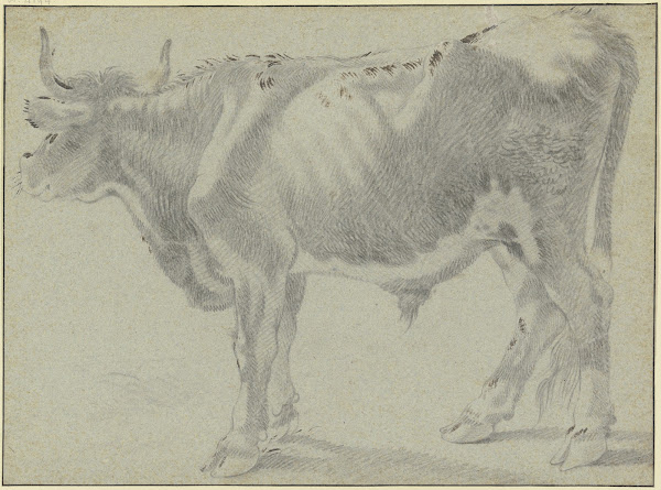 Ox looking to the left