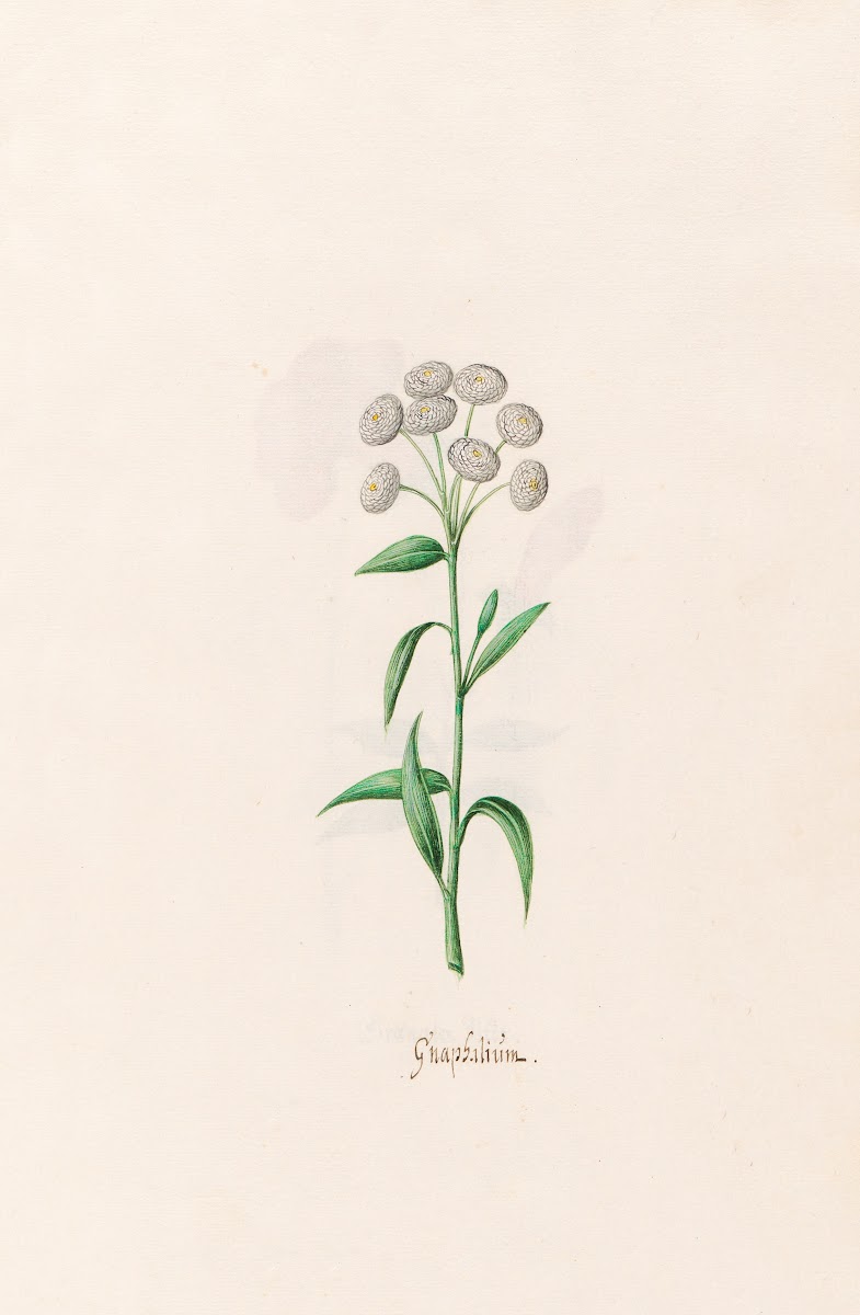 Gnaphaliüm 1692