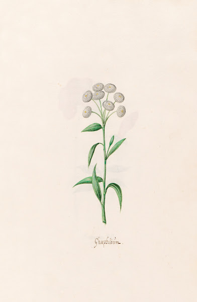 Gnaphaliüm 1692
