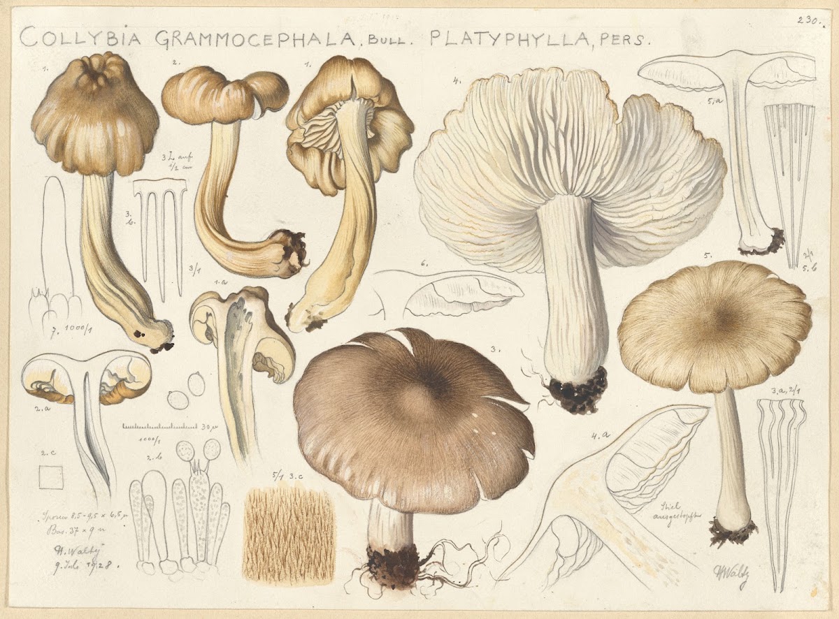 Collybia grammocephala Bull platyphylla Pers 1915 1945