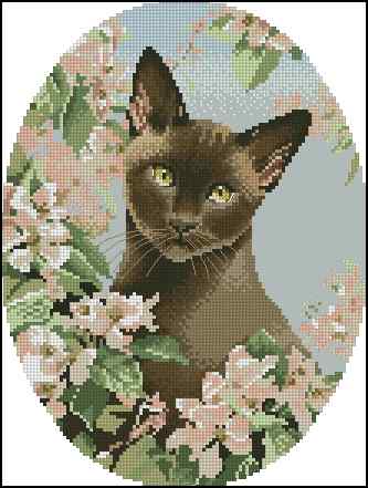 CMP 400068 Burmese Cats