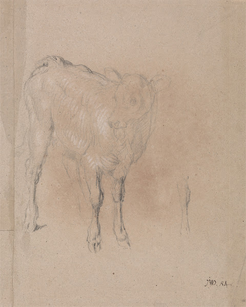 Study of a Calf
