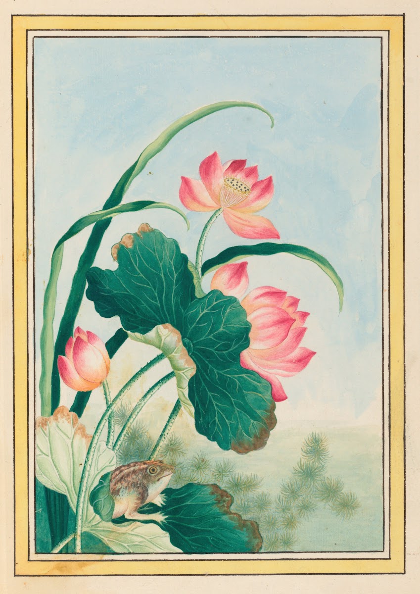 Plantes de Chine Pl027 1776