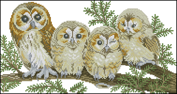 CMP ER14146 The Owl Family
