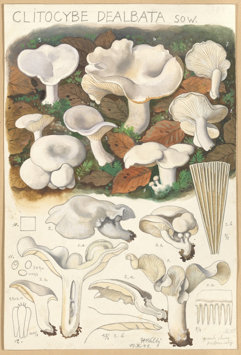 Clitocybe dealbata 1915 1945