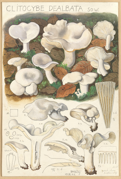 Clitocybe dealbata 1915 1945