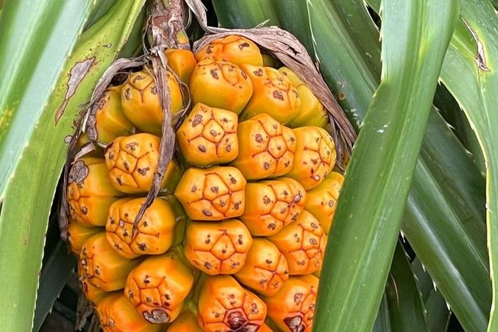 Điều khó tin về cây dứa thân gỗ mọc nhiều ở miền Trung - Báo Tri thức &amp; Cuộc sống