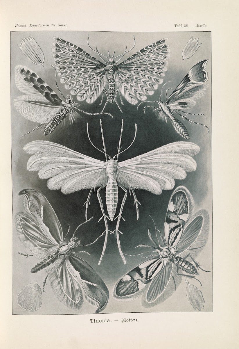 Tineida  Motten 1904
