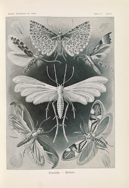 Tineida  Motten 1904