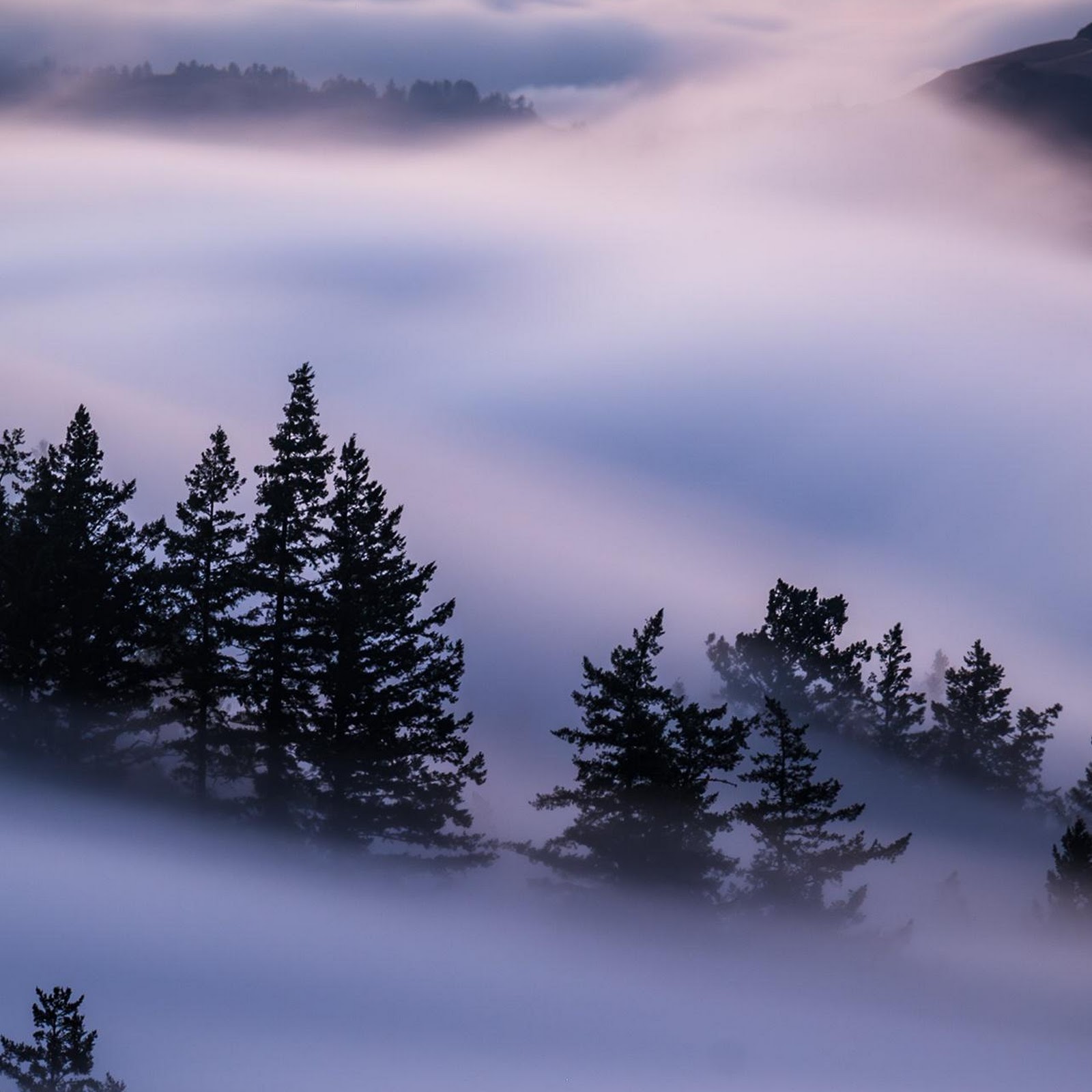 Download Misty Pine Trees In Clouds Full HD iPhone