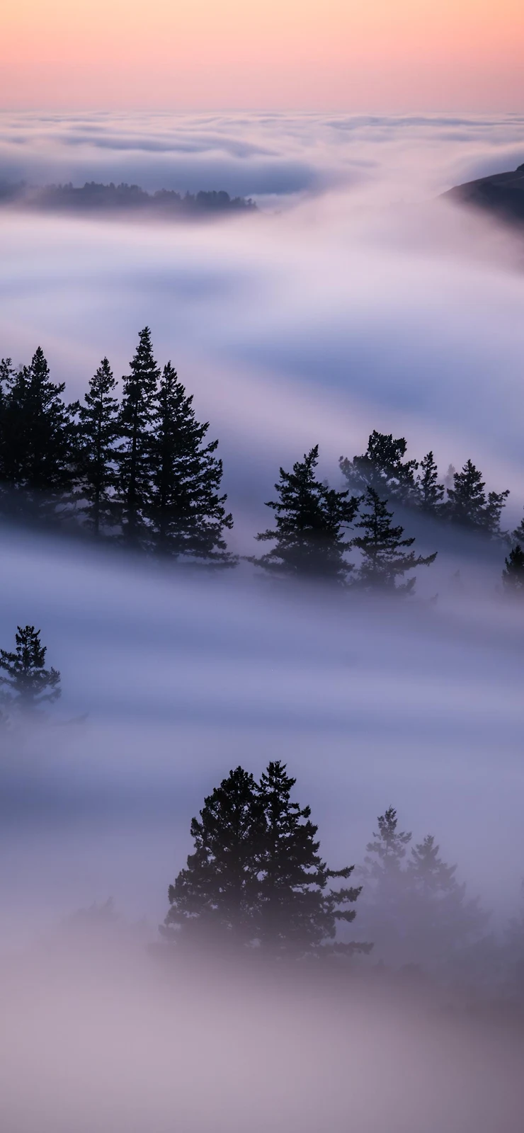 Misty Pine Trees In Clouds - Landscape Photography Full HD iPhone Wallpaper (1284x2778)