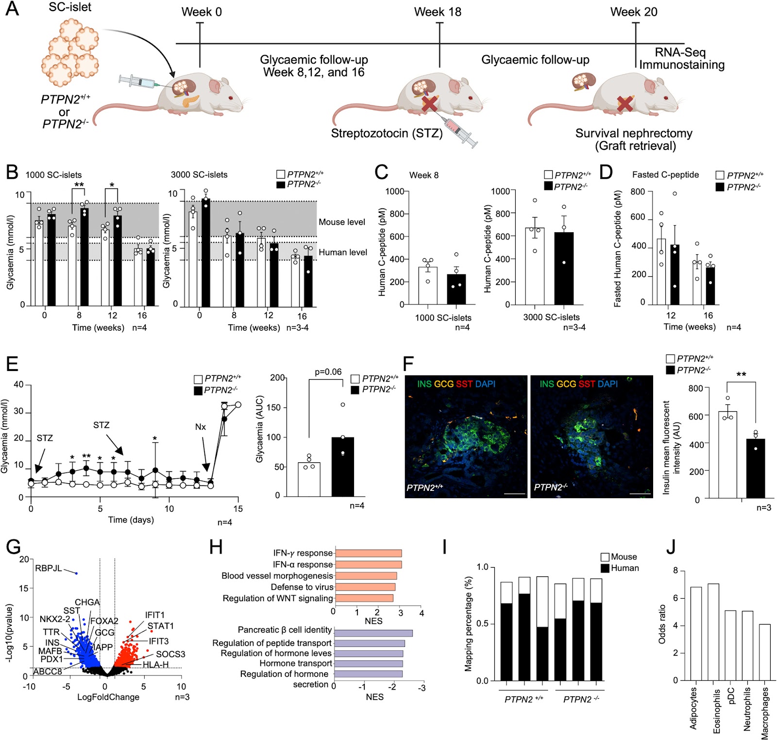PTPN2 Deficiency Amplifies Inflammatory Signalling and Impairs Functional Maturation of Human Stem Cell-Derived Islets
