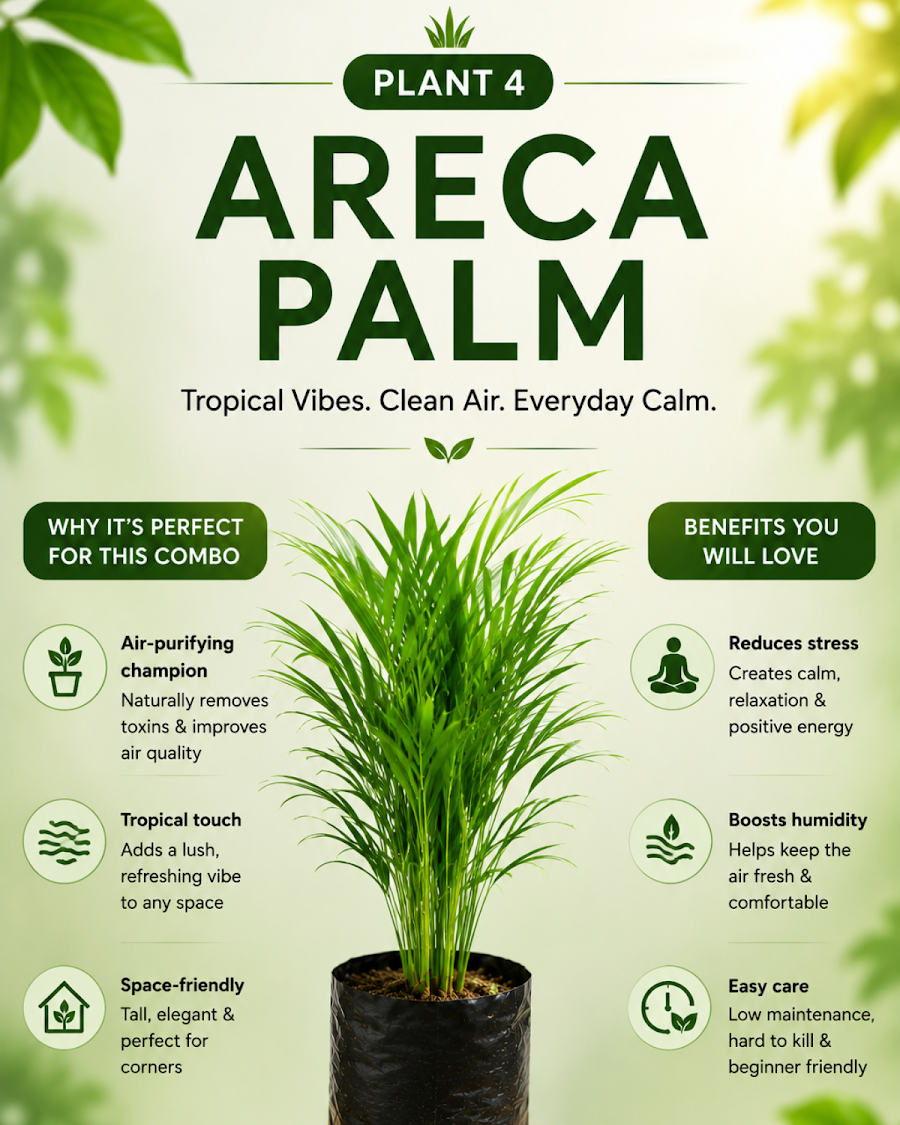 Green Home Collection — view 5