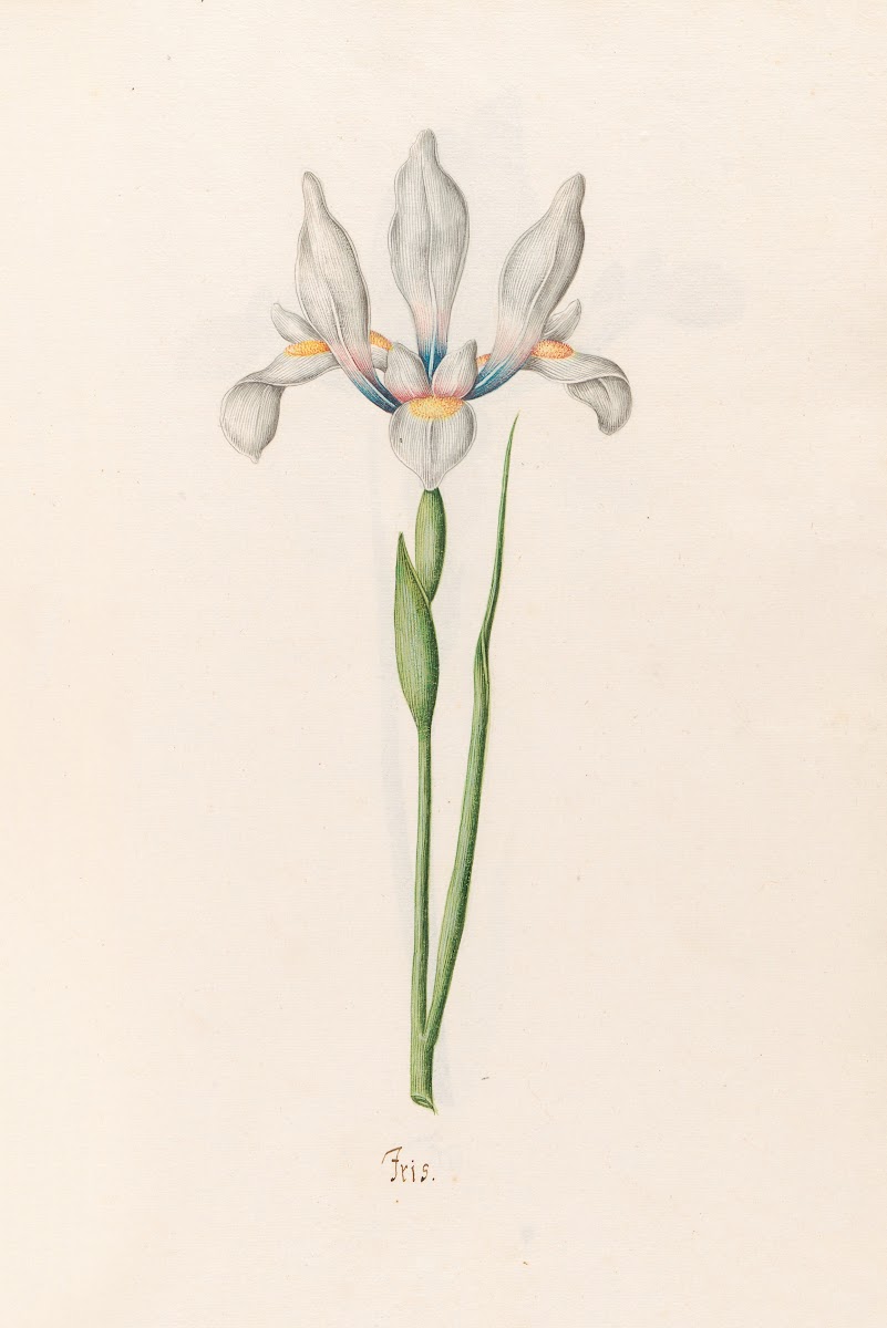 Iris 1692
