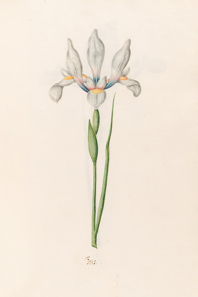 Iris 1692