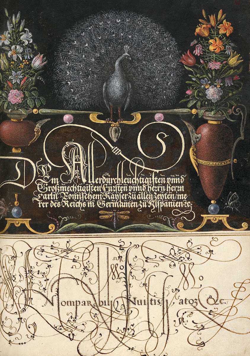 Flower Arrangements Peacock Butterflies and Insect 15611596