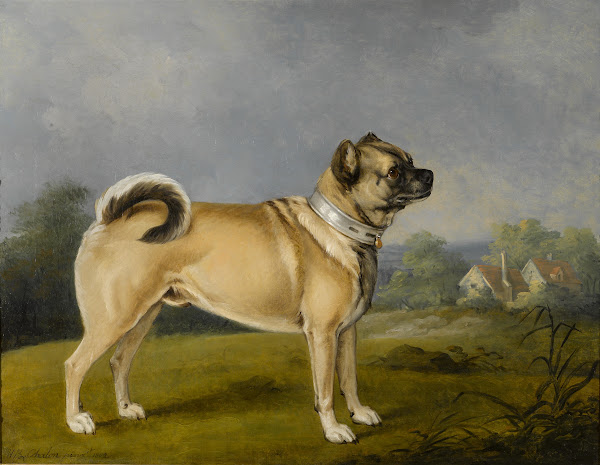 A Favorite Pug 1802