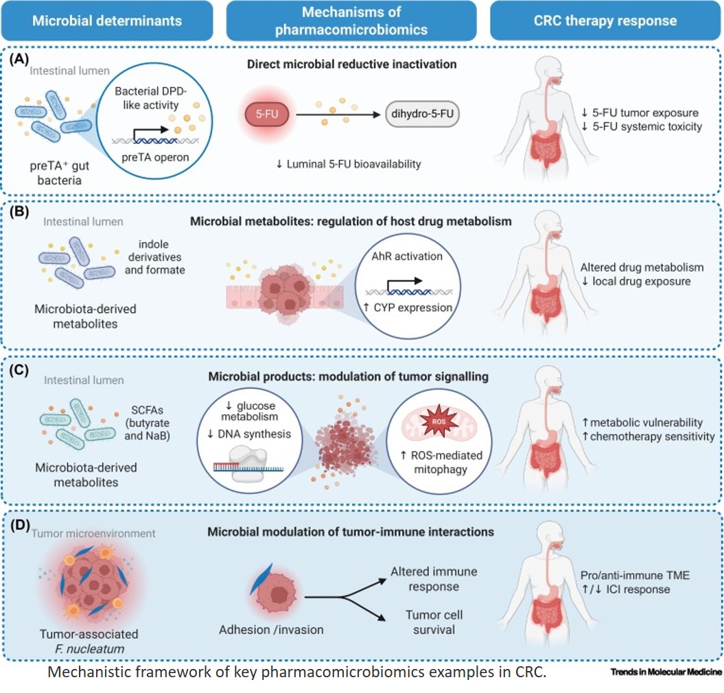 The role of pharmacomicrobiomics in colorectal cancer therapy
