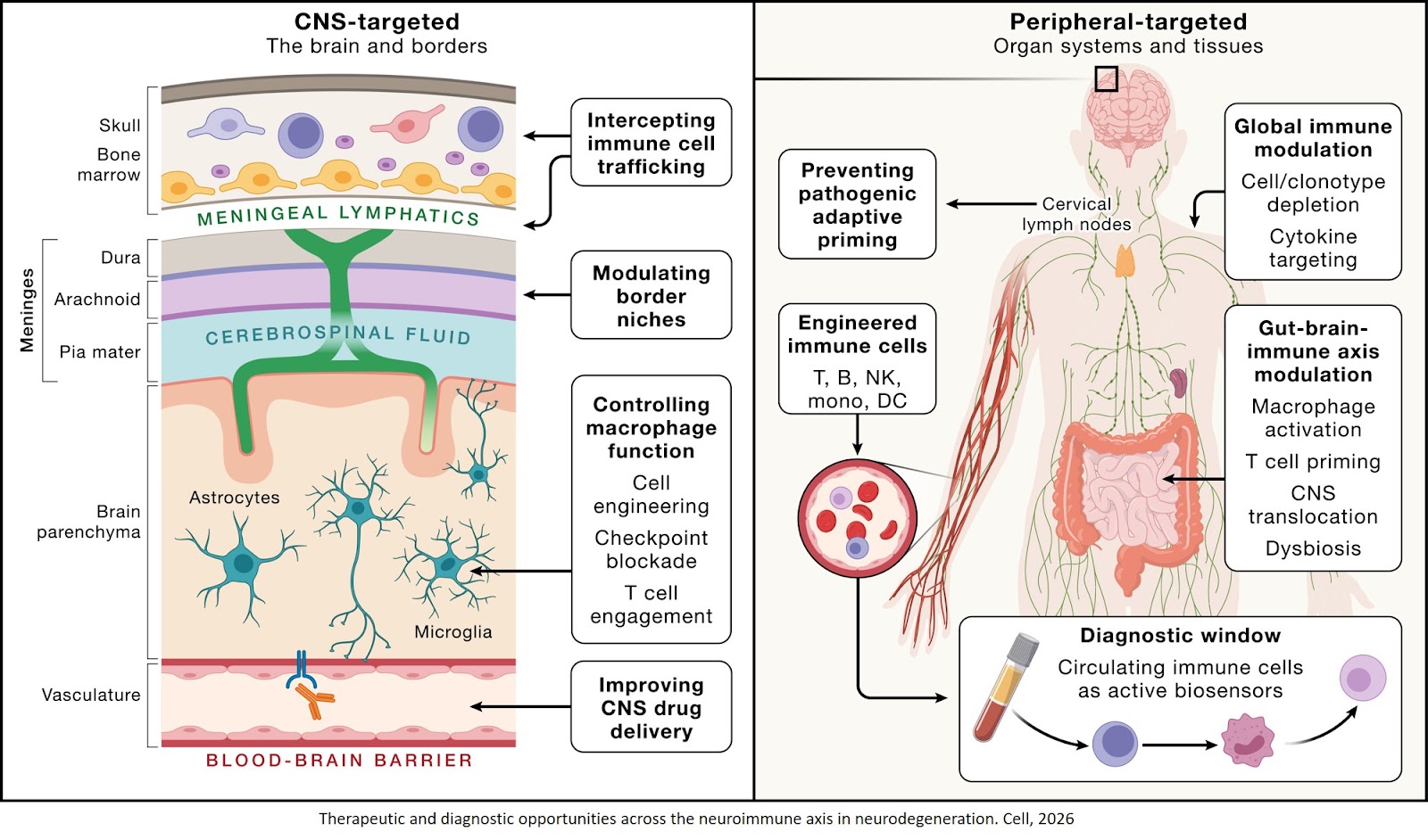 Dysregulation of neuroimmune crosstalk in neurodegeneration