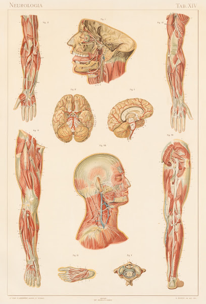 Anatomie normale du corps humain Pl15 1894