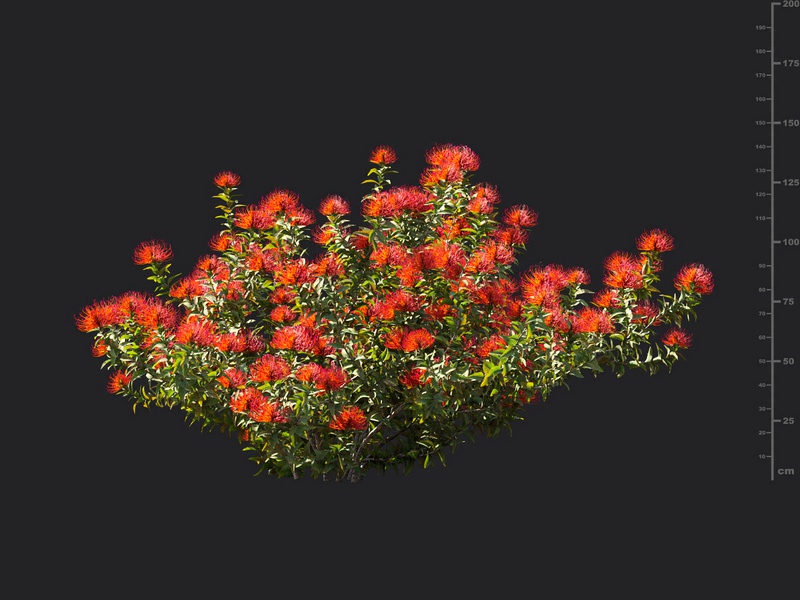 Maxtree - Plant Models Vol.119