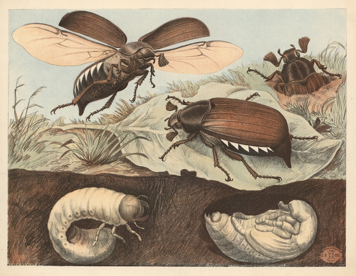 Oldenborre 1892