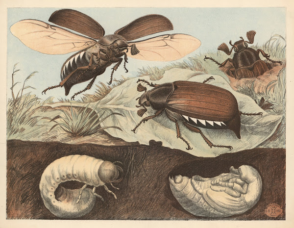 Oldenborre 1892