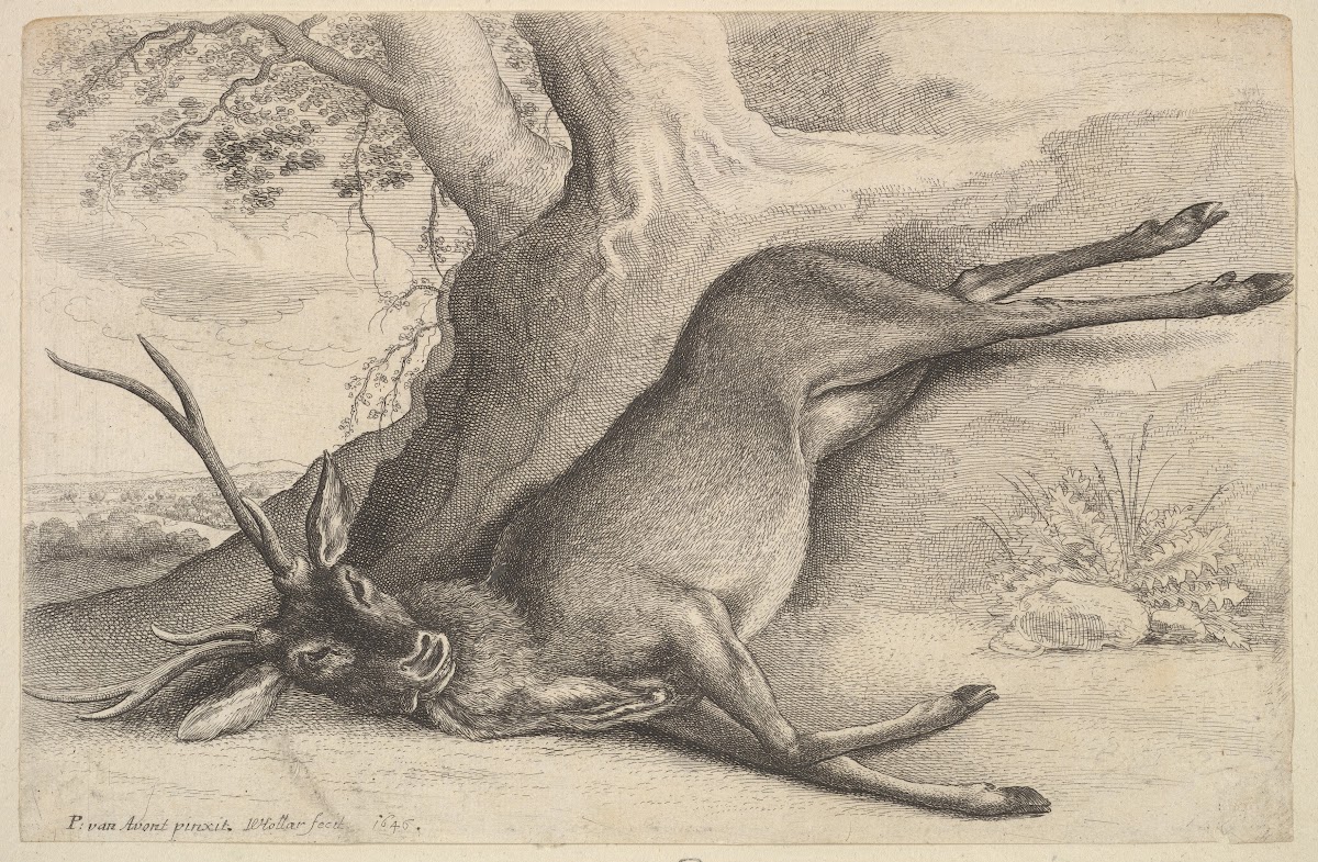 Dead stag 1647