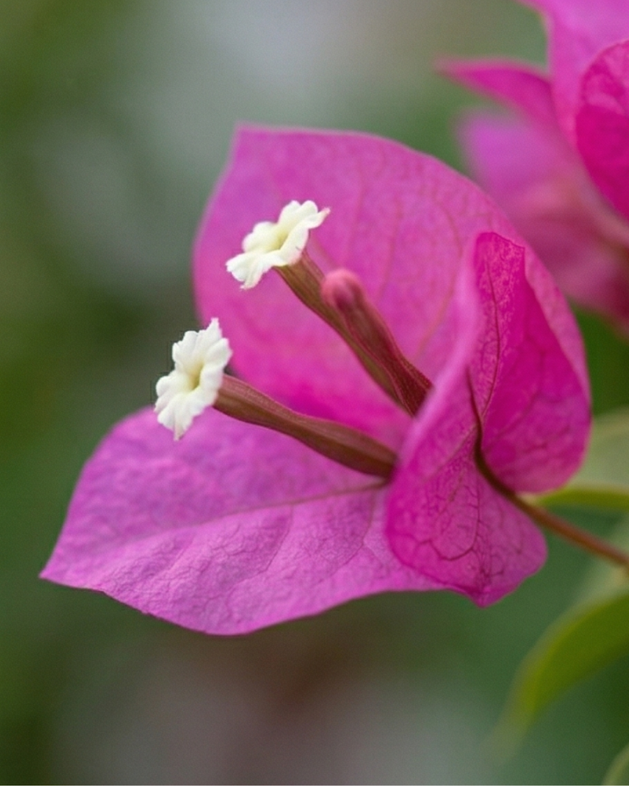 Imported Partha Bougainvillea Plant — view 6